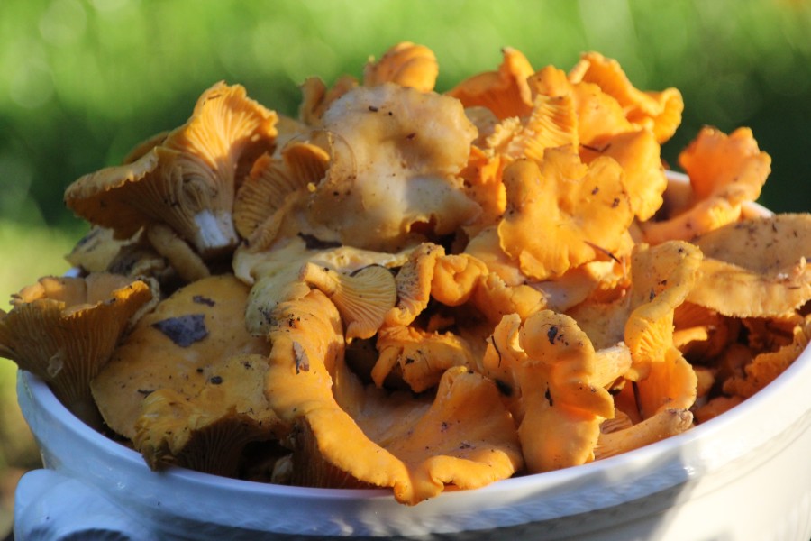 Pfifferling Rahmsüppchen mit Castanea - Kastanienblütenhonigessig